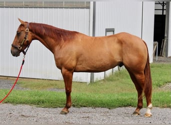 Quarter horse américain, Hongre, 5 Ans, 150 cm, Alezan dun