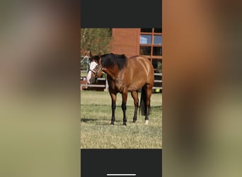 Quarter horse américain, Hongre, 5 Ans, 150 cm, Alezan dun