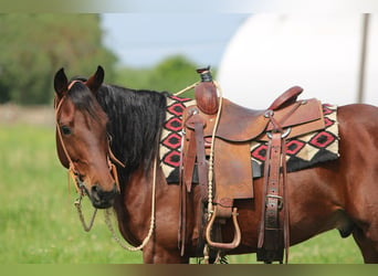 Quarter horse américain, Hongre, 5 Ans, 150 cm, Bai cerise