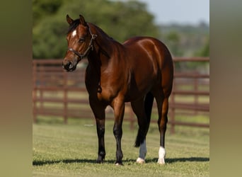 Quarter horse américain, Hongre, 5 Ans, 150 cm, Bai cerise