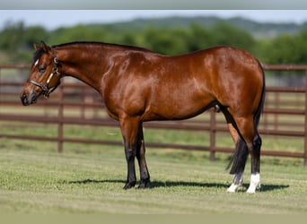 Quarter horse américain, Hongre, 5 Ans, 150 cm, Bai cerise