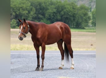 Quarter horse américain, Hongre, 5 Ans, 150 cm, Bai cerise