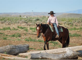 Quarter horse américain, Hongre, 5 Ans, 150 cm, Bai cerise
