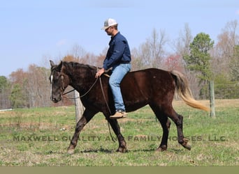 Quarter horse américain, Hongre, 5 Ans, 150 cm, Bai