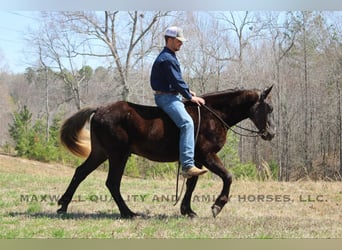 Quarter horse américain, Hongre, 5 Ans, 150 cm, Bai