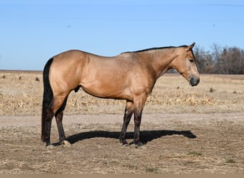 Quarter horse américain, Hongre, 5 Ans, 150 cm, Buckskin