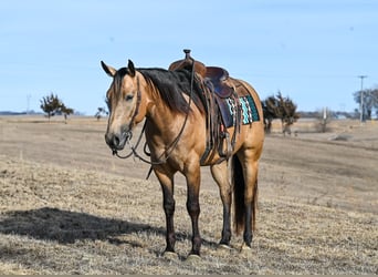 Quarter horse américain, Hongre, 5 Ans, 150 cm, Buckskin