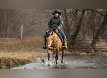 Quarter horse américain, Hongre, 5 Ans, 150 cm, Buckskin