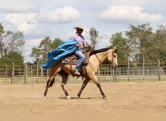 Quarter horse américain, Hongre, 5 Ans, 150 cm, Buckskin