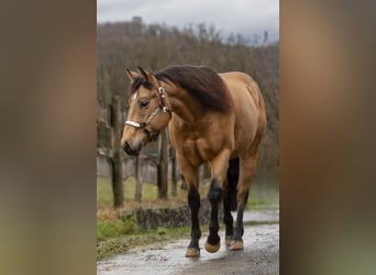 Quarter horse américain, Hongre, 5 Ans, 150 cm, Buckskin