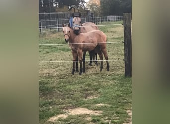 Quarter horse américain Croisé, Hongre, 5 Ans, 150 cm, Buckskin