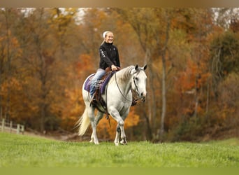 Quarter horse américain, Hongre, 5 Ans, 150 cm, Gris pommelé