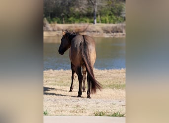 Quarter horse américain, Hongre, 5 Ans, 150 cm, Grullo