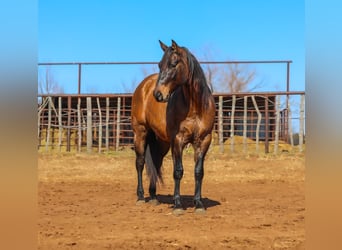 Quarter horse américain, Hongre, 5 Ans, 150 cm, Grullo