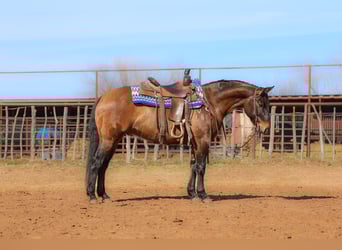 Quarter horse américain, Hongre, 5 Ans, 150 cm, Grullo