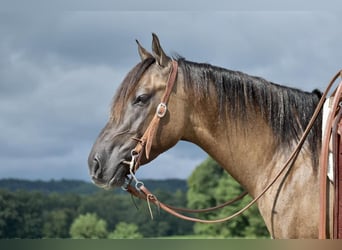 Quarter horse américain, Hongre, 5 Ans, 150 cm, Grullo