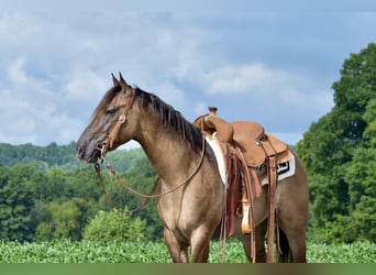 Quarter horse américain, Hongre, 5 Ans, 150 cm, Grullo