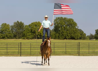 Quarter horse américain, Hongre, 5 Ans, 150 cm, Isabelle