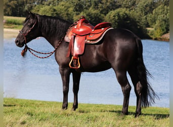 Quarter horse américain Croisé, Hongre, 5 Ans, 150 cm, Noir