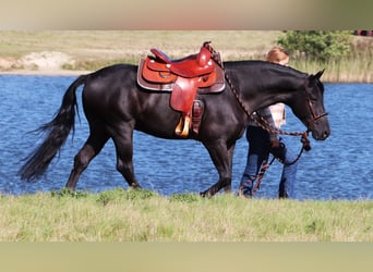 Quarter horse américain Croisé, Hongre, 5 Ans, 150 cm, Noir