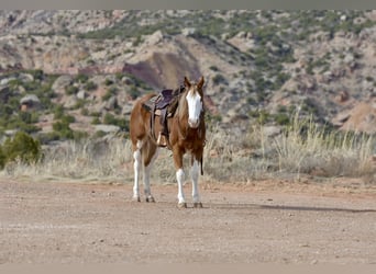 Quarter horse américain, Hongre, 5 Ans, 150 cm, Overo-toutes couleurs