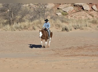Quarter horse américain, Hongre, 5 Ans, 150 cm, Overo-toutes couleurs