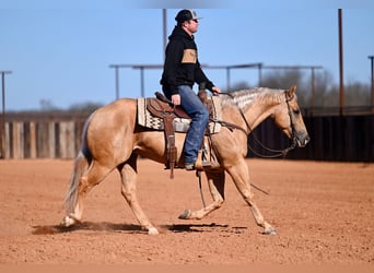 Quarter horse américain, Hongre, 5 Ans, 150 cm, Palomino