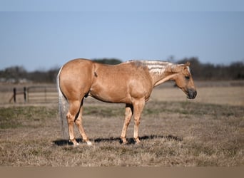 Quarter horse américain, Hongre, 5 Ans, 150 cm, Palomino