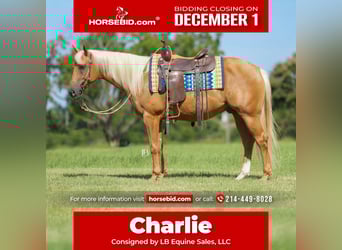 Quarter horse américain, Hongre, 5 Ans, 150 cm, Palomino