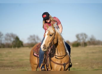 Quarter horse américain, Hongre, 5 Ans, 150 cm, Palomino