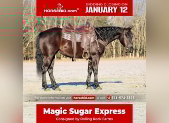 Quarter horse américain, Hongre, 5 Ans, 150 cm