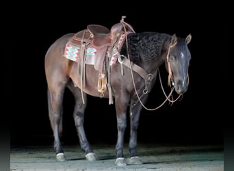 Quarter horse américain, Hongre, 5 Ans, 150 cm