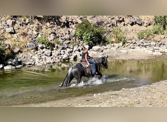 Quarter horse américain, Hongre, 5 Ans, 150 cm, Rouan Bleu