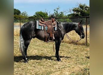 Quarter horse américain, Hongre, 5 Ans, 150 cm, Rouan Bleu