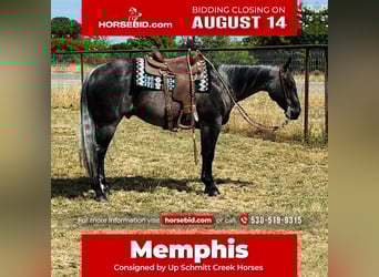 Quarter horse américain, Hongre, 5 Ans, 150 cm, Rouan Bleu