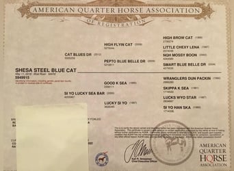 Quarter horse américain, Hongre, 5 Ans, 150 cm, Rouan Bleu