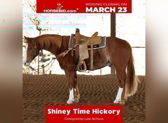 Quarter horse américain, Hongre, 5 Ans, 150 cm, Rouan Rouge