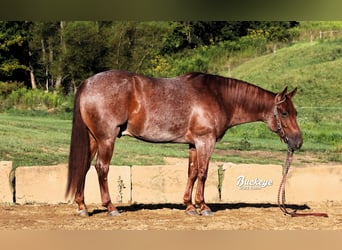 Quarter horse américain, Hongre, 5 Ans, 150 cm, Rouan Rouge