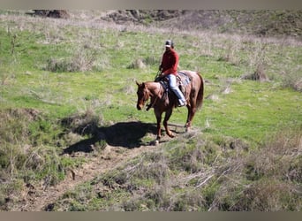 Quarter horse américain, Hongre, 5 Ans, 150 cm, Rouan Rouge