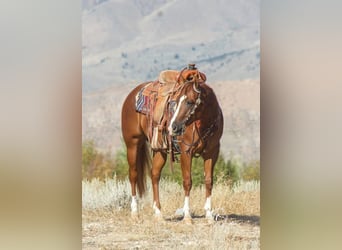 Quarter horse américain, Hongre, 5 Ans, 152 cm, Alezan brûlé