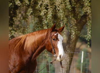 Quarter horse américain, Hongre, 5 Ans, 152 cm, Alezan brûlé