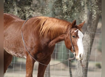 Quarter horse américain, Hongre, 5 Ans, 152 cm, Alezan brûlé