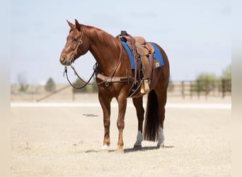 Quarter horse américain, Hongre, 5 Ans, 152 cm, Alezan cuivré