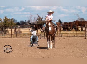 Quarter horse américain, Hongre, 5 Ans, 152 cm, Alezan cuivré