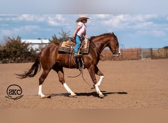Quarter horse américain, Hongre, 5 Ans, 152 cm, Alezan cuivré