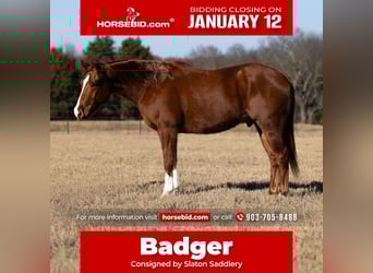 Quarter horse américain, Hongre, 5 Ans, 152 cm, Alezan cuivré