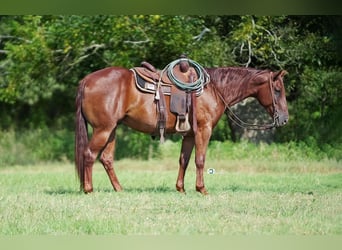 Quarter horse américain, Hongre, 5 Ans, 152 cm, Alezan cuivré