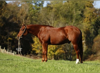 Quarter horse américain, Hongre, 5 Ans, 152 cm, Alezan cuivré