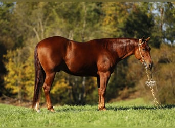Quarter horse américain, Hongre, 5 Ans, 152 cm, Alezan cuivré