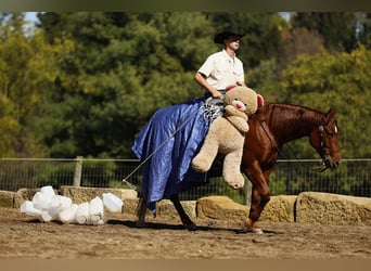 Quarter horse américain, Hongre, 5 Ans, 152 cm, Alezan cuivré